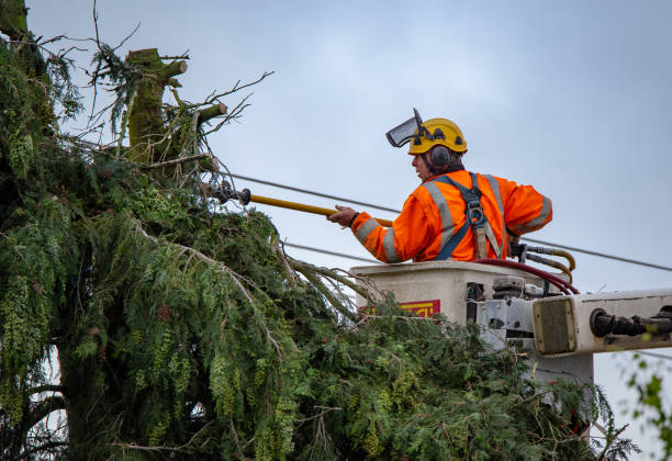 Best Tree and Shrub Care  in Bellevue, ID